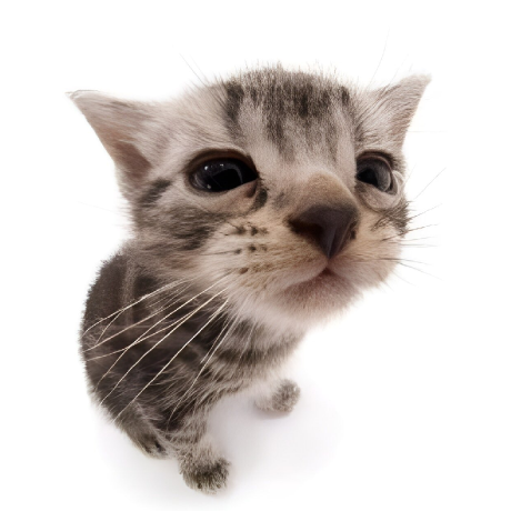 Profile picture of gray cat with white background